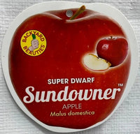 Super Dwarf Apple 'Sundowner' - Ladybird Nursery