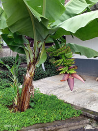 Super Dwarf Banana 'Cavendish' (QLD ONLY) - Ladybird Nursery