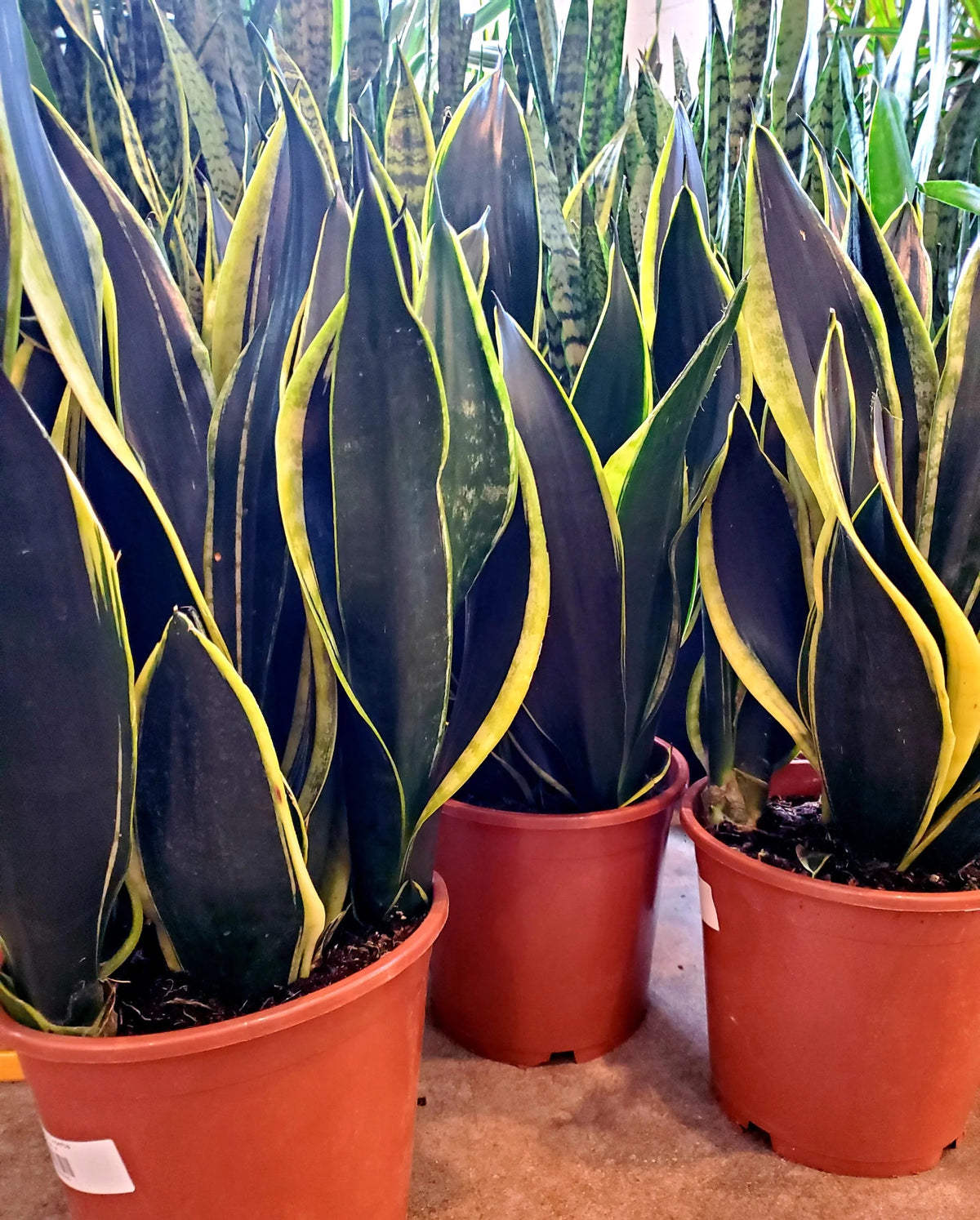 Sansevieria 'Superba Black Gold' - Ladybird Nursery