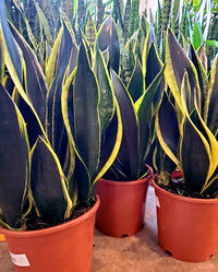 Sansevieria 'Superba Black Gold'