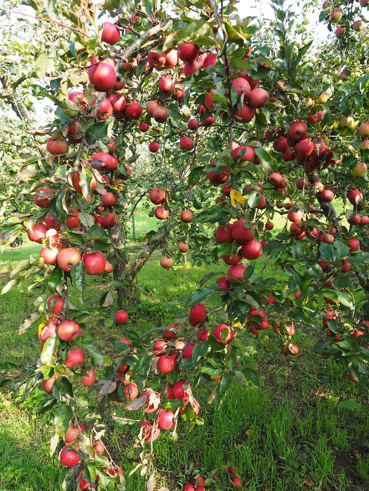 Super Dwarf Apple 'Gala'