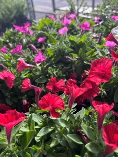 Petunia Supertunia® Vista Assorted - Ladybird Nursery