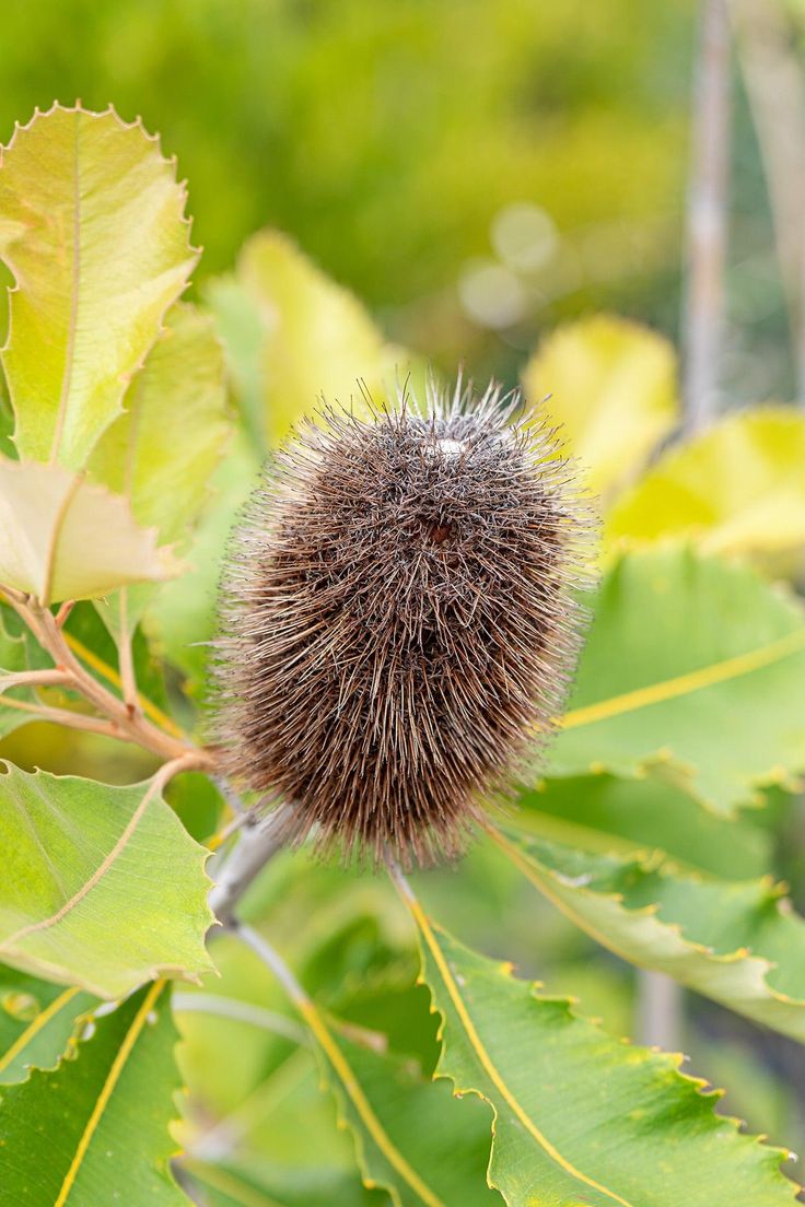 Swamp Banksia (Banksia robur)