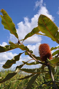 Swamp Banksia (Banksia robur)