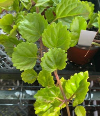 Swedish Ivy (Plectranthus Verticillatus)