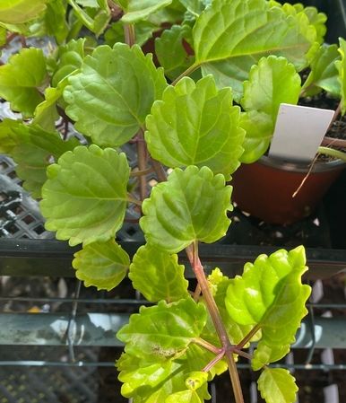 Swedish Ivy (Plectranthus Verticillatus) - Ladybird Nursery