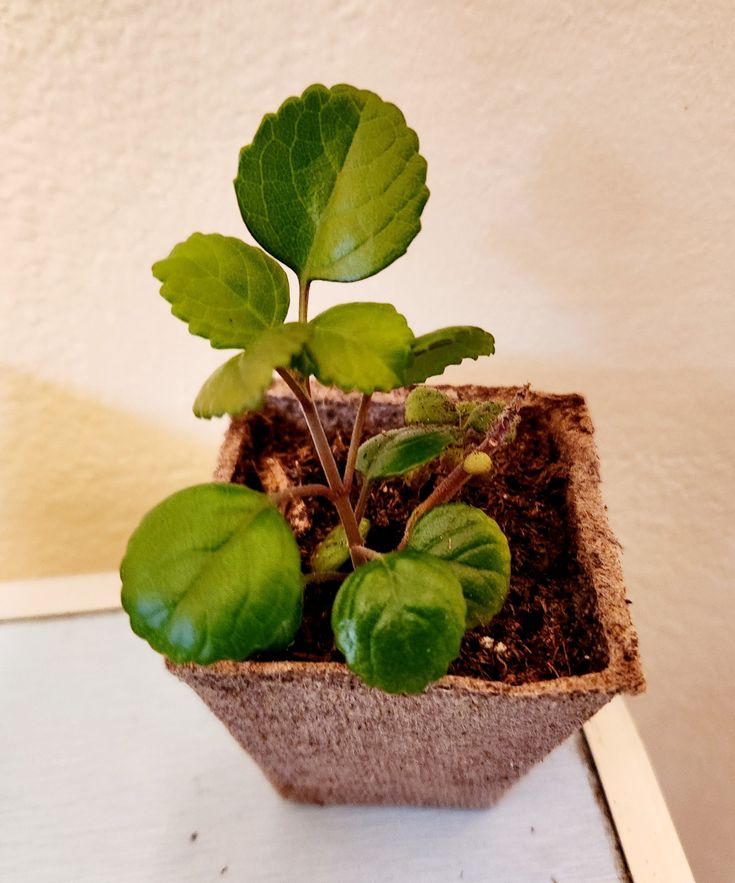Swedish Ivy (Plectranthus Verticillatus)