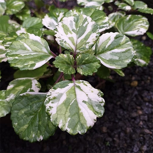 Swedish Ivy (Plectranthus australis)