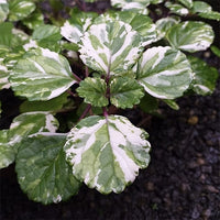 Swedish Ivy (Plectranthus australis)
