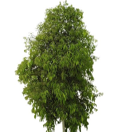 Weeping Lilly Pilly SWEEPER® - Medium - Ladybird Nursery