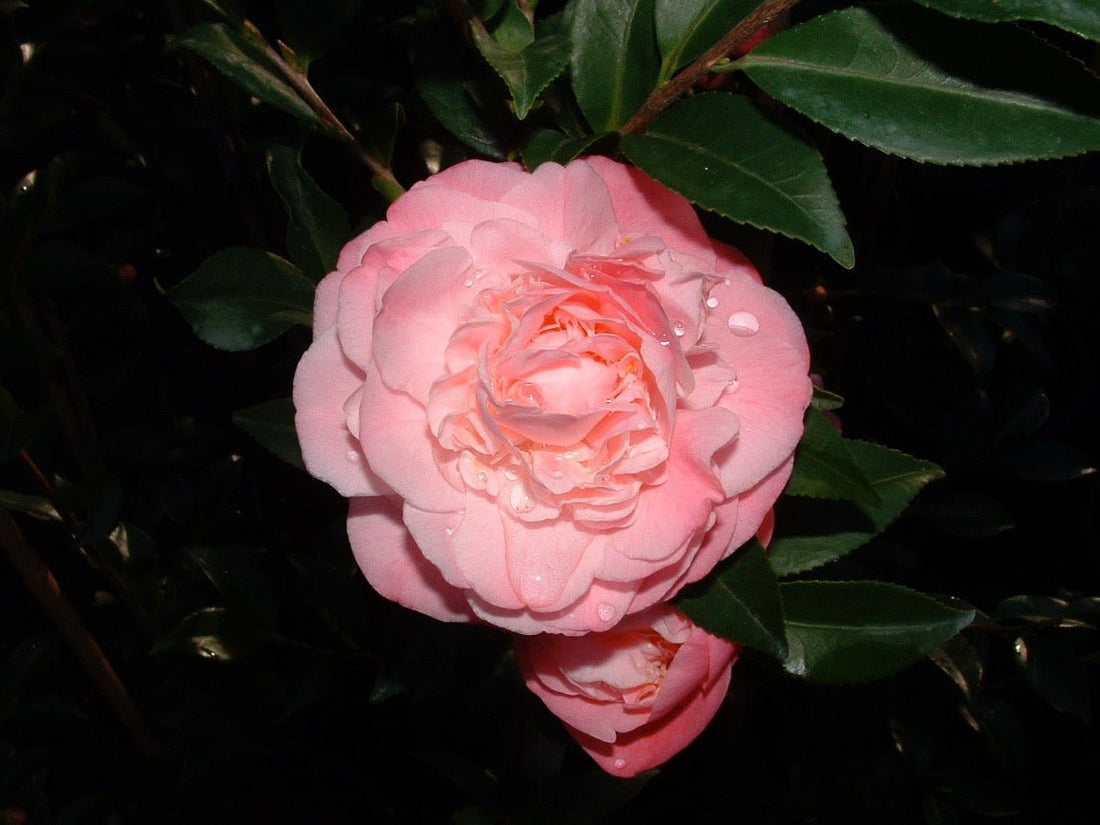 Camellia Sweet Emily Kate (Camellia) - Ladybird Nursery