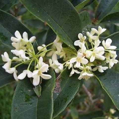 Osmanthus fragrans (Sweet Olive)