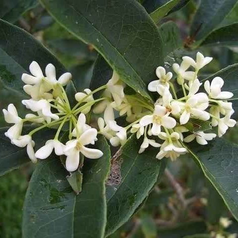 Osmanthus fragrans (Sweet Olive) - Ladybird Nursery