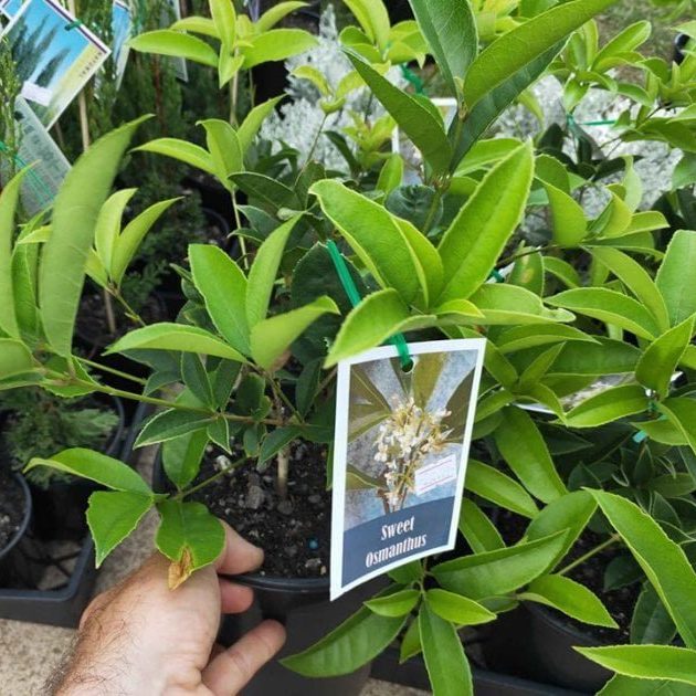 Osmanthus fragrans (Sweet Olive)