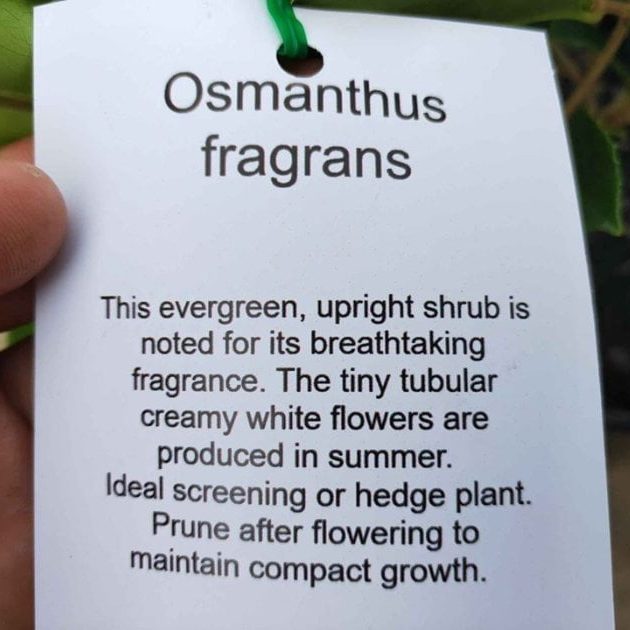 Osmanthus fragrans (Sweet Olive) - Medium