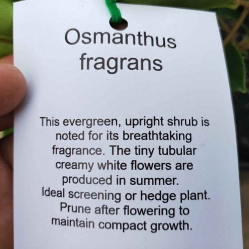 Osmanthus fragrans (Sweet Olive) - Medium - Ladybird Nursery