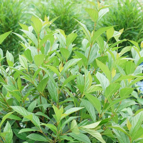 Sweet Viburnum Quick Fence (Viburnum odoratissimum) - Ladybird Nursery