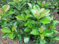 Sweet Viburnum Emerald Jewel (Viburnum odoratissimum) - Ladybird Nursery