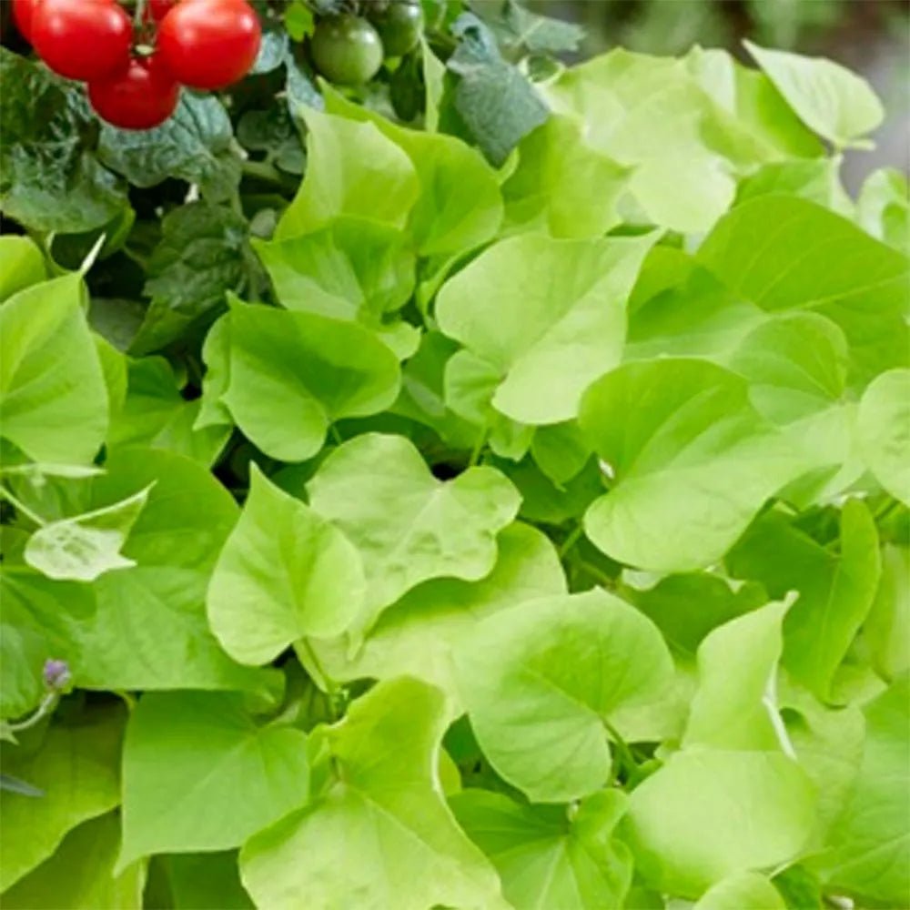 Sweet Potato ‘Treasure Island Makatea’ (Ipomoea) - Ladybird Nursery