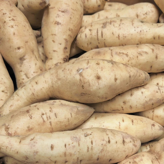 Sweet Potato 'White' - Ladybird Nursery