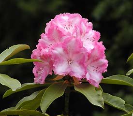 Rhododendron Sweet Sixteen - Ladybird Nursery