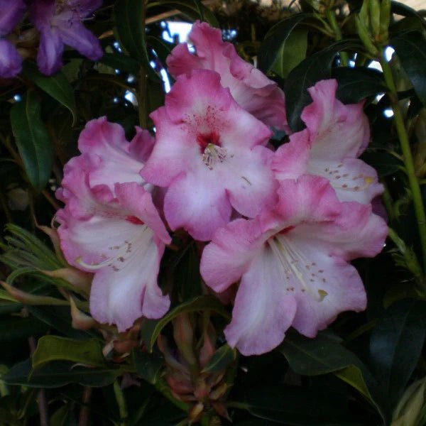 Rhododendron Sweet Sixteen - Ladybird Nursery