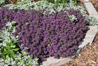 Sweet Alyssum 'Purple Stream' (Lobularia maritima) - Ladybird Nursery