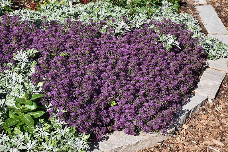 Sweet Alyssum 'Purple Stream' (Lobularia maritima) - Ladybird Nursery