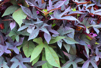 Sweet Potato 'Purple' - Ladybird Nursery