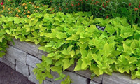 Sweet Potato 'White' - Ladybird Nursery