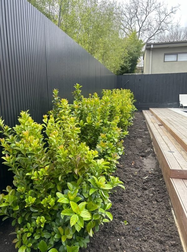 Sweet Viburnum 'Dense Fence' (Viburnum odoratissimum) - Ladybird Nursery
