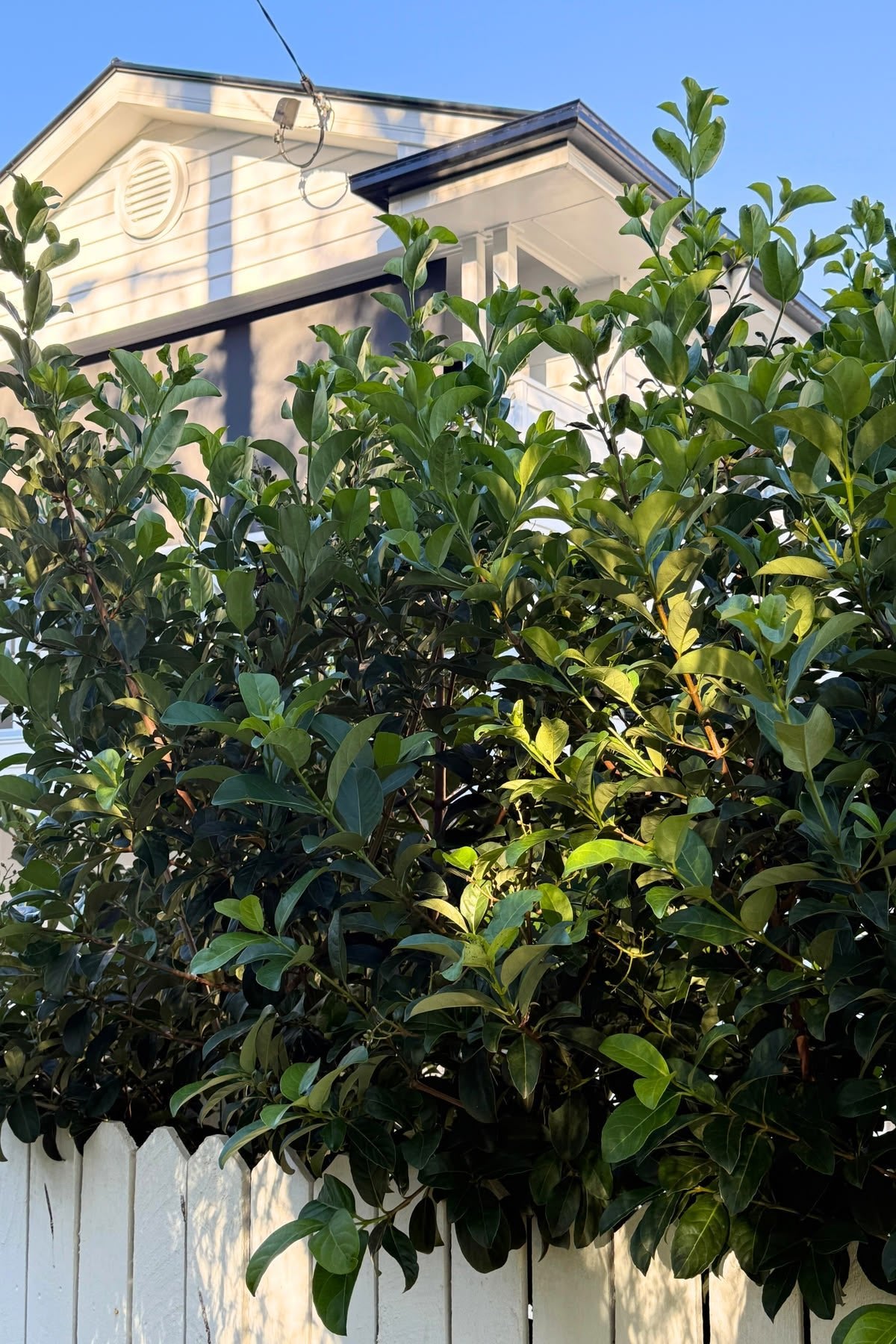 Sweet Viburnum 'Dense Fence' (Viburnum odoratissimum) - Ladybird Nursery