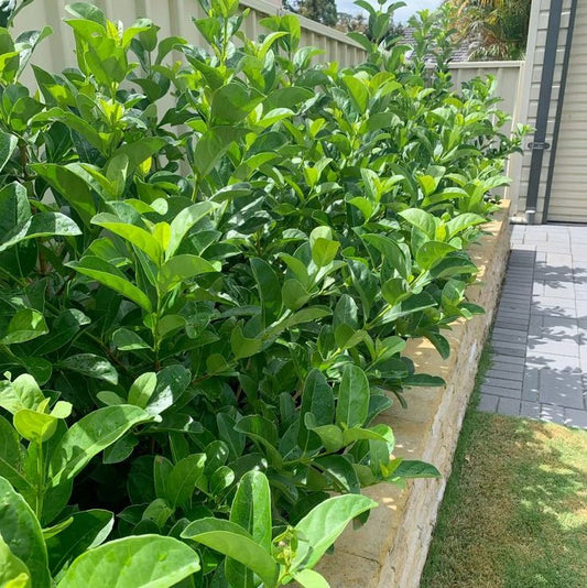 Sweet Viburnum 'Dense Fence' (Viburnum odoratissimum) - Ladybird Nursery