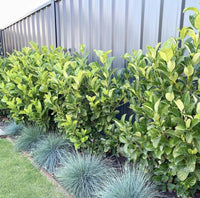 Sweet Viburnum 'Dense Fence' (Viburnum odoratissimum) - Ladybird Nursery
