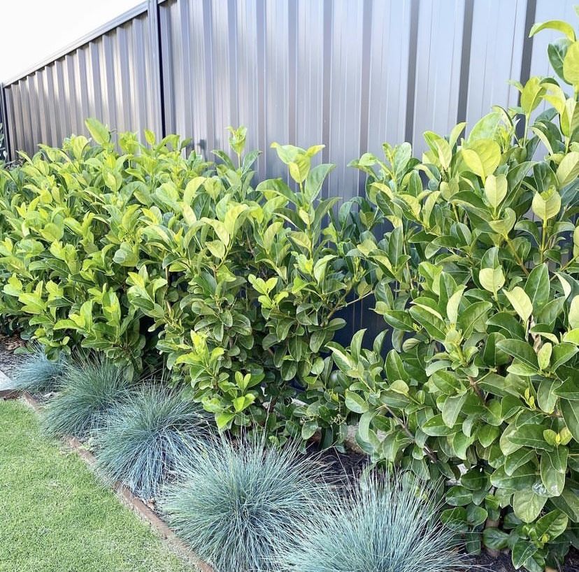 Sweet Viburnum 'Dense Fence' (Viburnum odoratissimum) - Ladybird Nursery