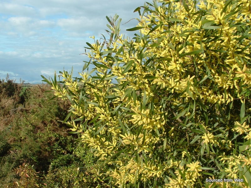 Sydney Golden Wattle (Acacia longifolia) - Ladybird Nursery