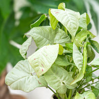 Syngonium Dazzle - Ladybird Nursery
