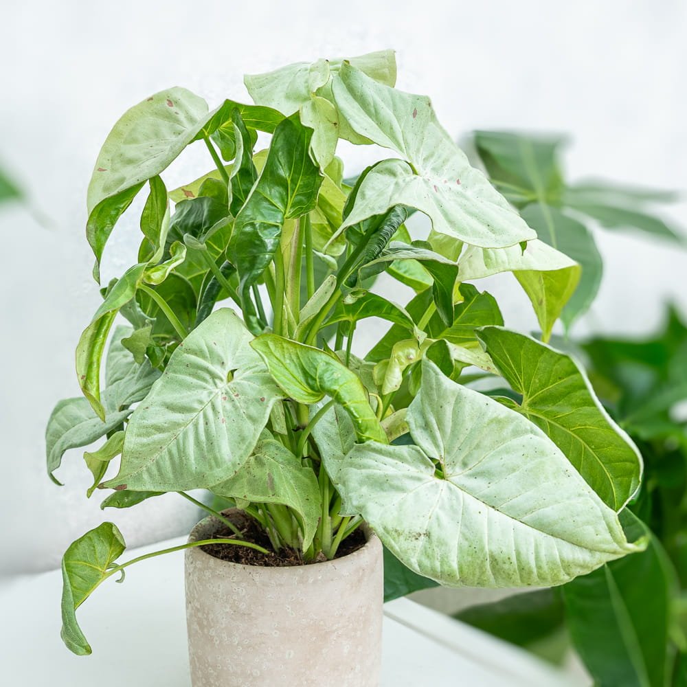 Syngonium Dazzle - Ladybird Nursery