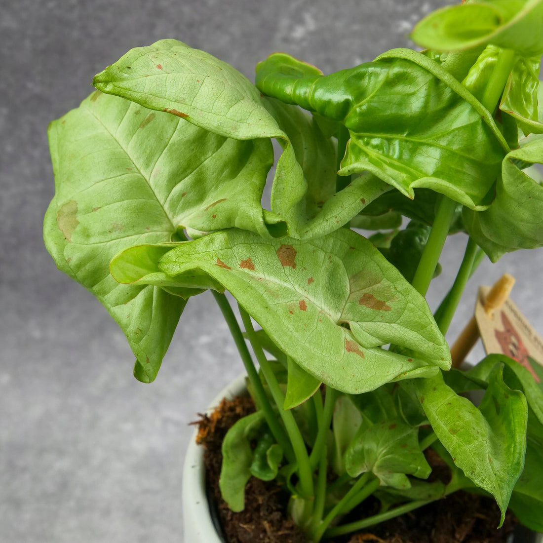 Syngonium Dazzle - Ladybird Nursery