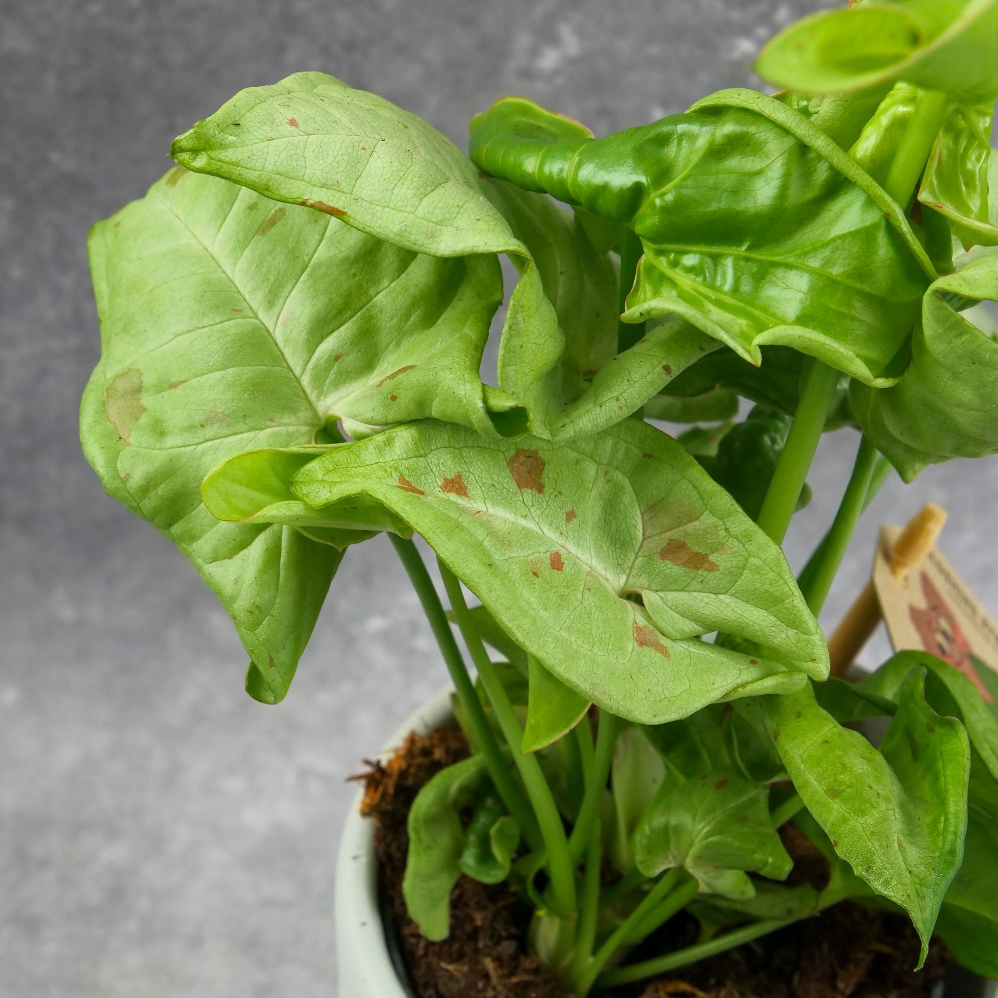 Syngonium Dazzle - Ladybird Nursery