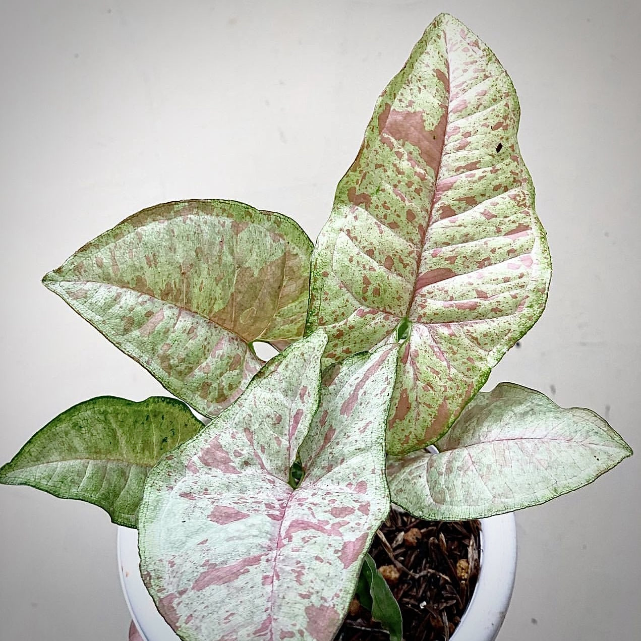 Syngonium Confetti