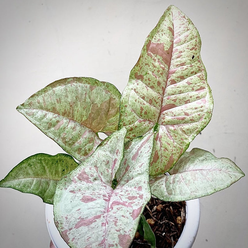 Syngonium Confetti