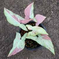 Syngonium Pink Salmon - Ladybird Nursery