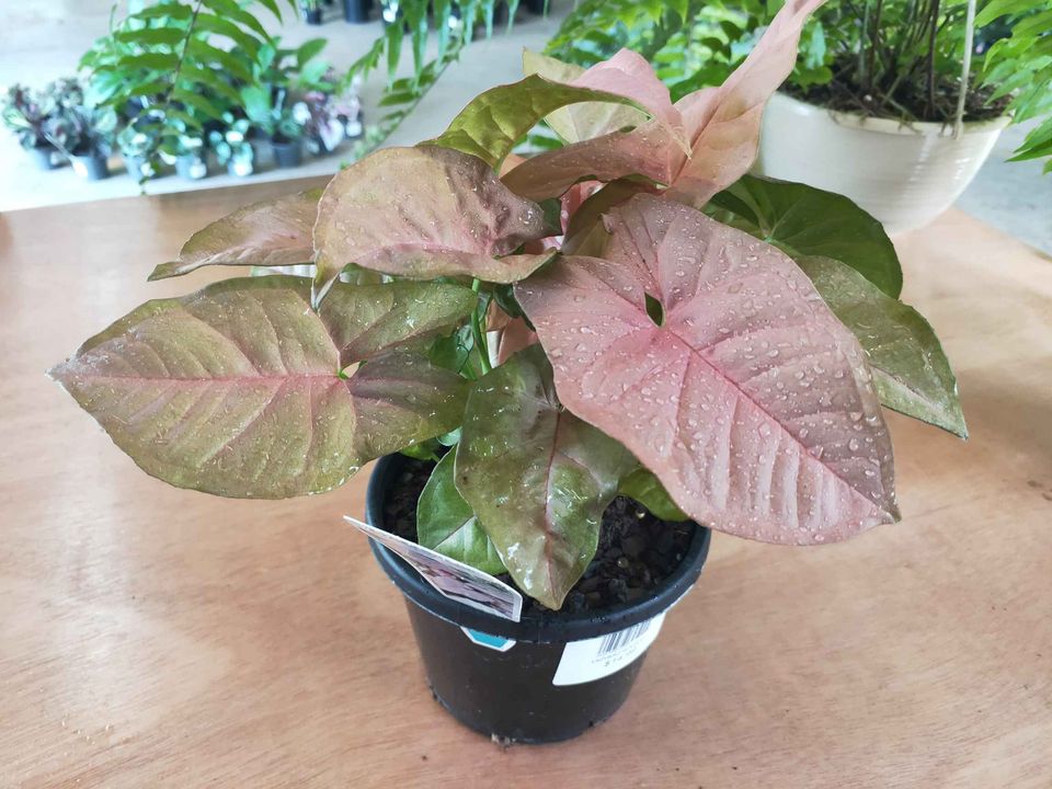 Syngonium Pink - Ladybird Nursery