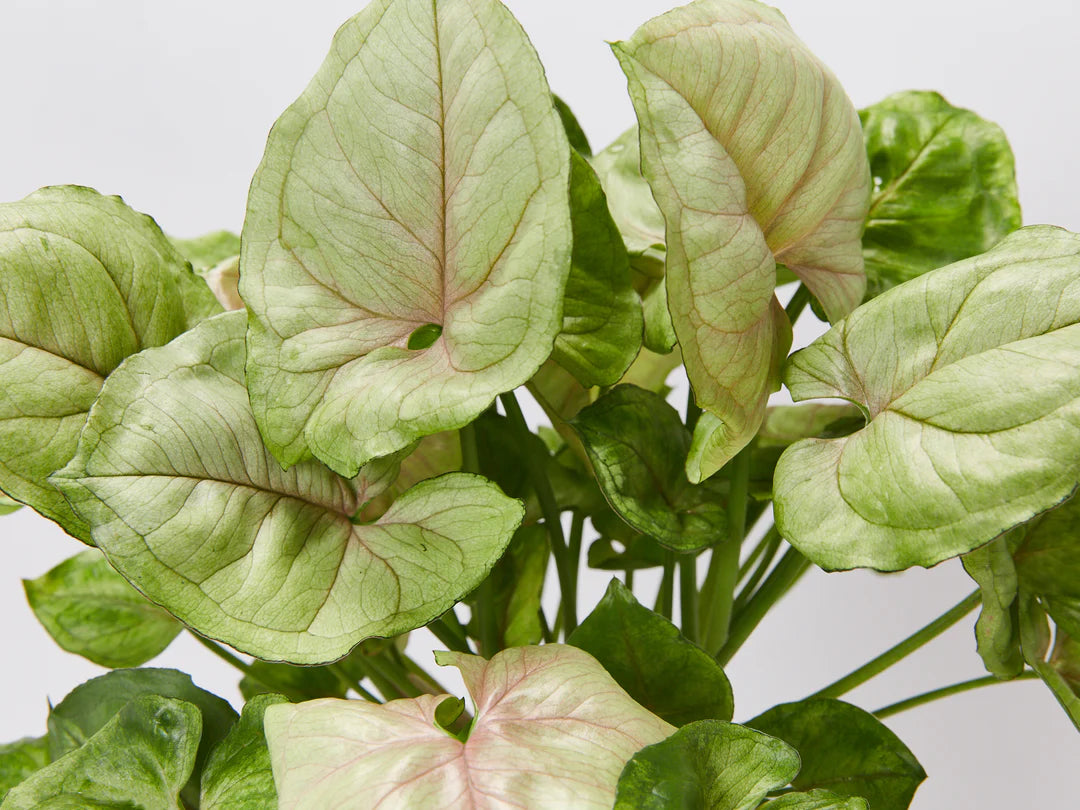 Syngonium Roxanna