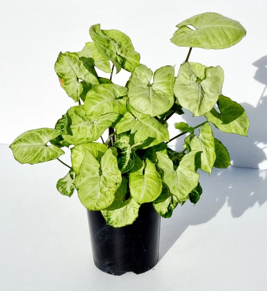 Syngonium Pixie - Ladybird Nursery