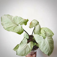 Syngonium Silver Pearl