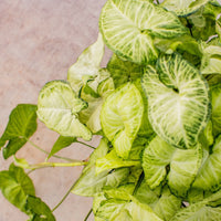 Syngonium White Butterfly