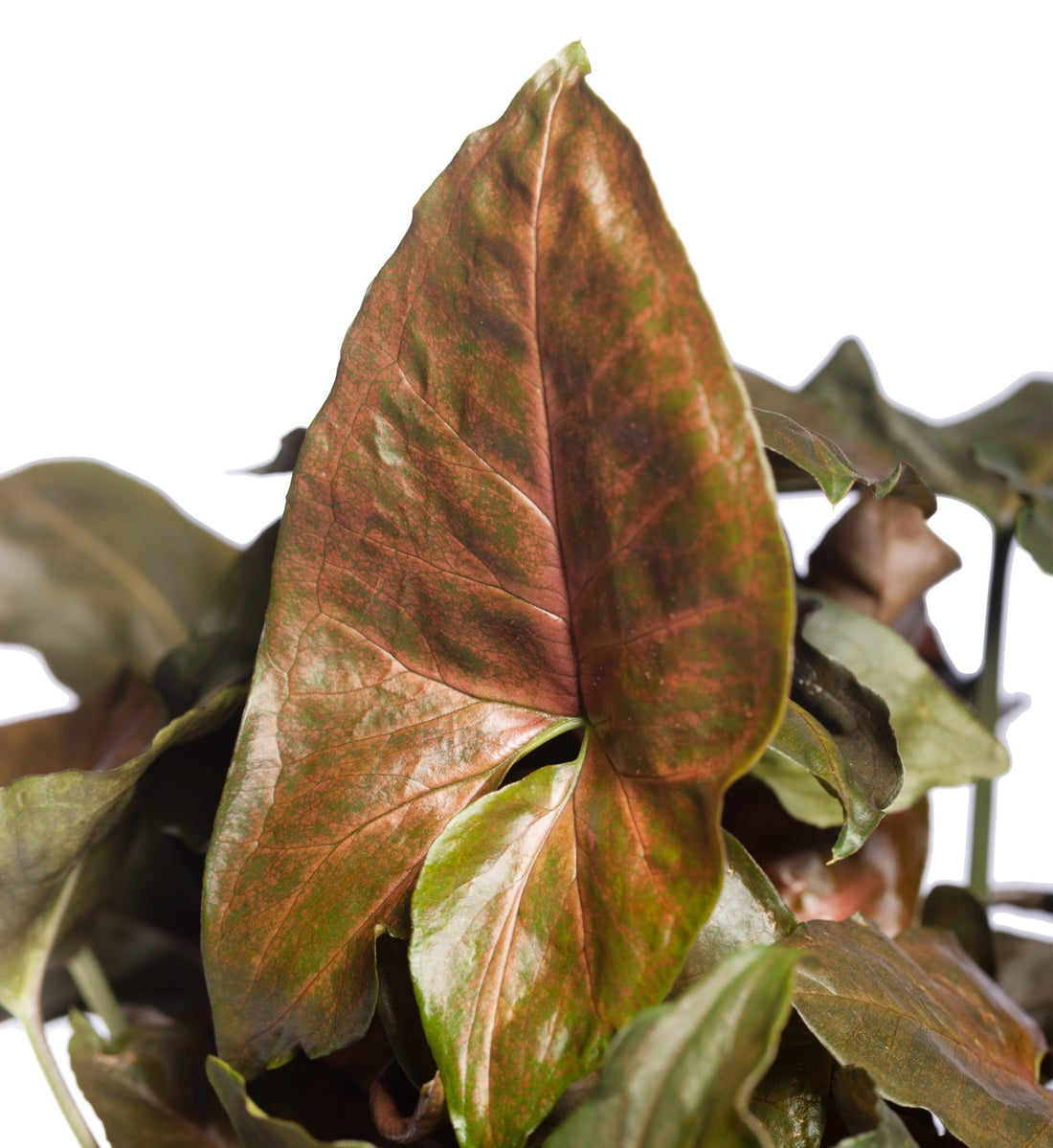Syngonium Maria - Ladybird Nursery