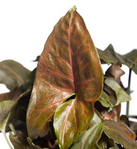 Syngonium Maria - Ladybird Nursery